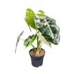 Alocasia micholitziana ‘Frydek Variegata’