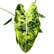 Alocasia micholitziana ‘Frydek Variegata’