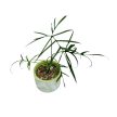 Philodendron polypodioides (Inplanted)