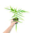 Philodendron polypodioides (Inplanted)