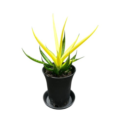 Sansevieria 'Comet Chrysanta Lemon'