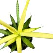 Sansevieria 'Comet Chrysanta Lemon'
