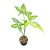 Syngonium angustatum (Inplanted)
