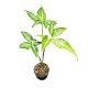 Syngonium angustatum (Inplanted)