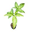 Syngonium angustatum (Inplanted)