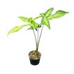Syngonium angustatum (Inplanted)
