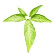 Syngonium angustatum (Inplanted)