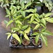 Syngonium angustatum (Inplanted)