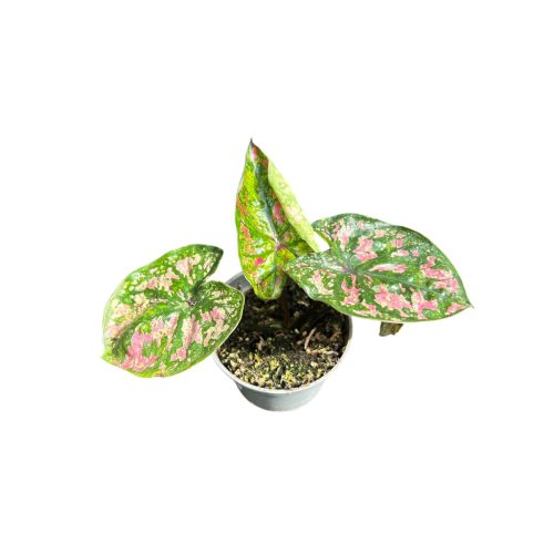 Caladium bicolor (mini)