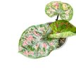 Caladium bicolor (mini)