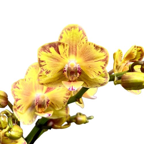 Phalaenopsis ‘Limpopo’