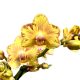 Phalaenopsis ‘Limpopo’ (virágzóképes)
