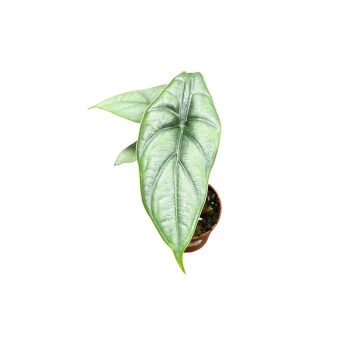 Alocasia borneensis - Alocasia puncakborneensis