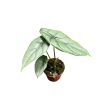 Alocasia borneensis - Alocasia puncakborneensis