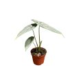 Alocasia borneensis - Alocasia puncakborneensis