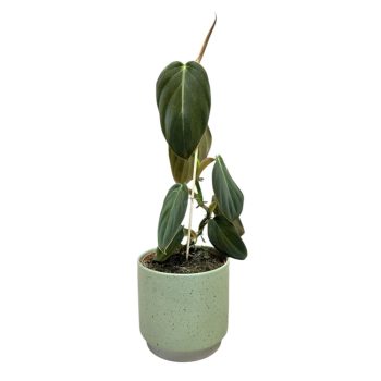 Philodendron gigas