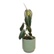 Philodendron gigas