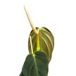Philodendron gigas