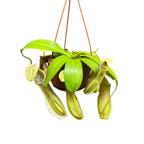 Nepenthes 'Loes' (L) Kancsóka