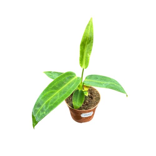 Anthurium warocqueanum (magonc)