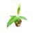 Anthurium warocqueanum (magonc)