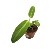 Anthurium warocqueanum (magonc)