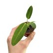 Anthurium warocqueanum (magonc)