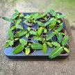 Anthurium warocqueanum (magonc)