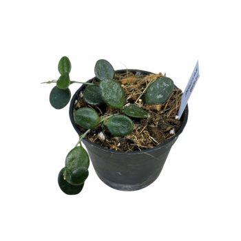 Hoya serpens (Inplanted)