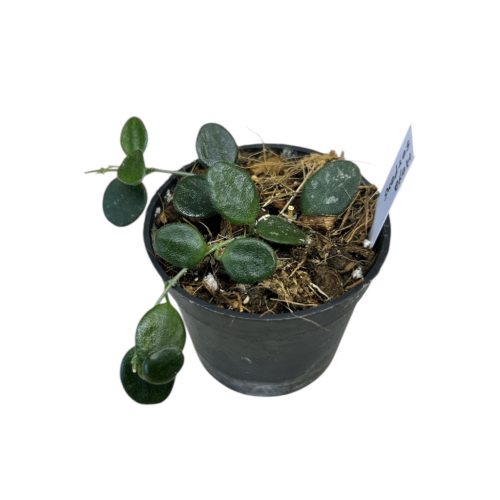 Hoya serpens (Inplanted)