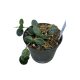 Hoya serpens (Inplanted)