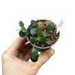 Hoya serpens (Inplanted)