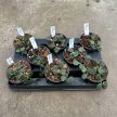 Hoya serpens (Inplanted)