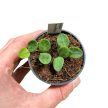 Hoya serpens (Inplanted)