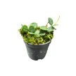 Hoya serpens (Inplanted)