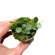 Hoya serpens (Inplanted)