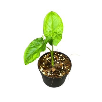 Syngonium steyermarkii mini (Inplanted)