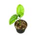 Syngonium steyermarkii mini (Inplanted)