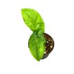 Syngonium steyermarkii mini (Inplanted)