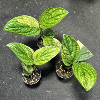   Monstera karstenianum 'Peru Aurea' (Grower's Select)