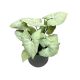 Syngonium podophyllum 'Holly'