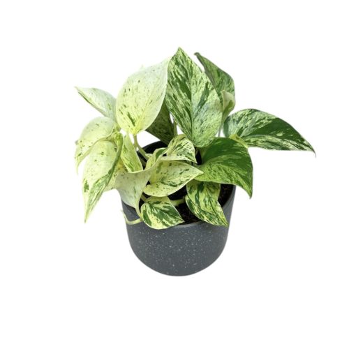 Epipremnum aureum ‘Snow Queen'