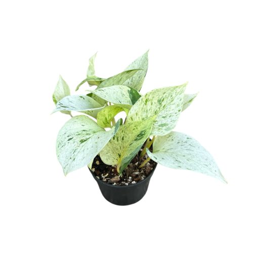 Epipremnum aureum ‘Snow Queen' (Inplanted)