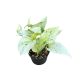 Epipremnum aureum ‘Snow Queen' (Inplanted)