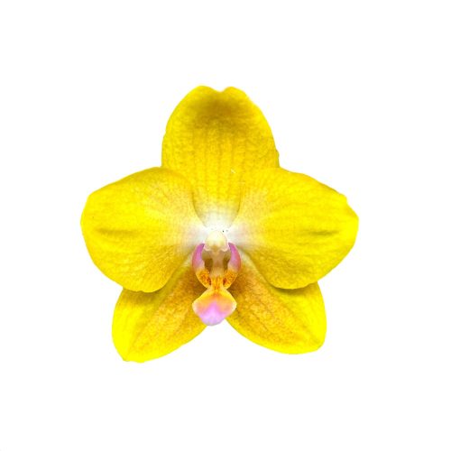Phalaenopsis 'Scented Sentido' (virágzóképes) enyhén illatos