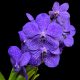 Vanda Tayanee® Blue (virágzóképes)
