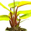 Philodendron erubescens 'Painted Lady'