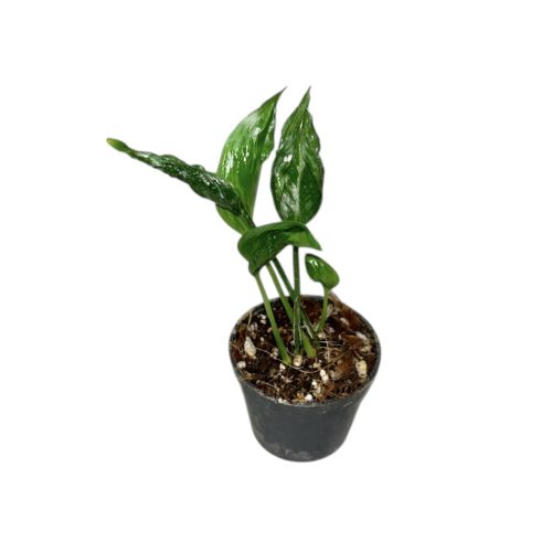 Epipremnum aureum 'Shangri La' mini (Inplanted)