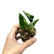 Epipremnum aureum 'Shangri La' mini (Inplanted)