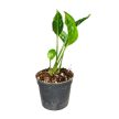 Epipremnum aureum 'Shangri La' mini (Inplanted)